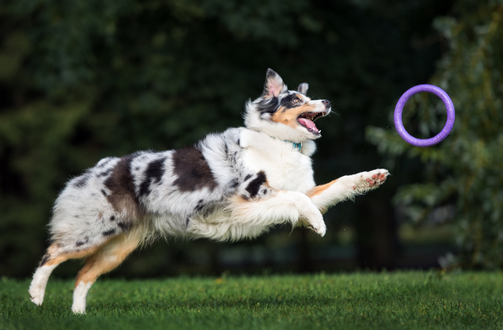 Australian Shepherd agility