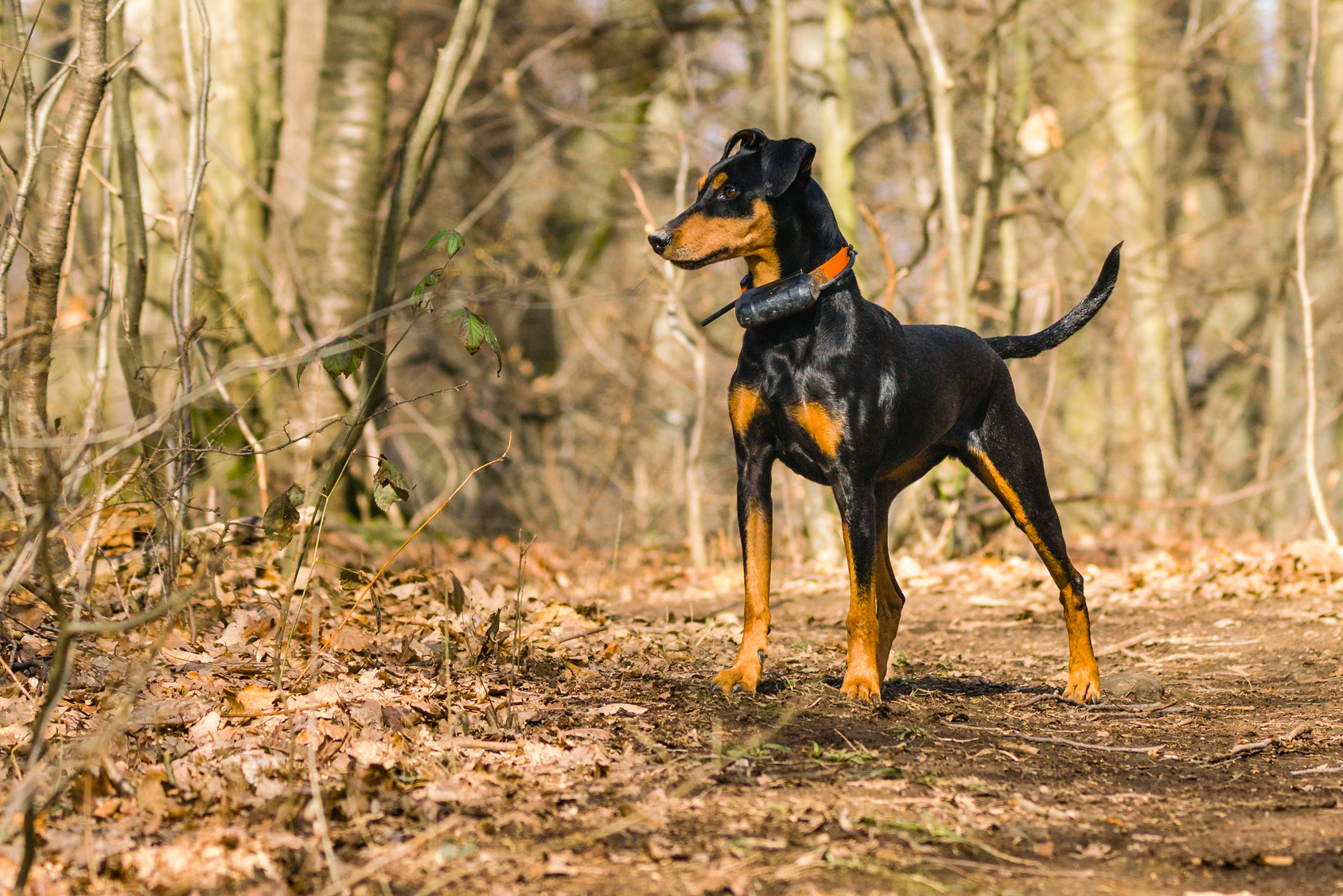 German Pinscher in the woods