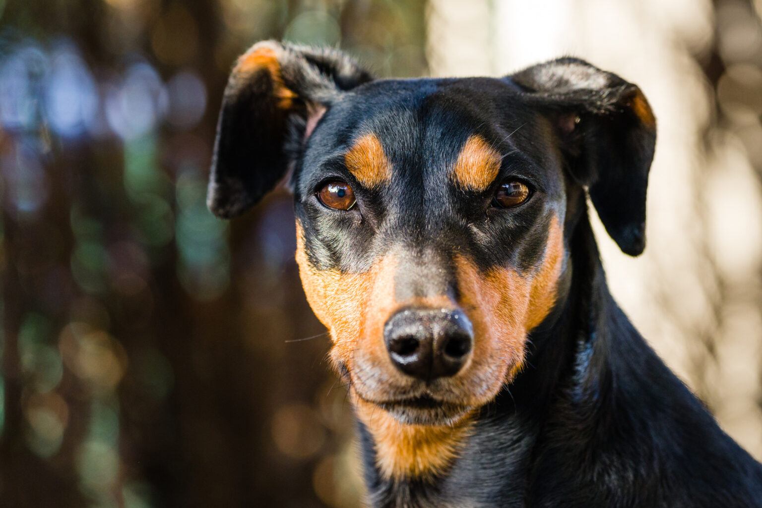 German Pinscher | Breed Info & Advice | zooplus Magazine