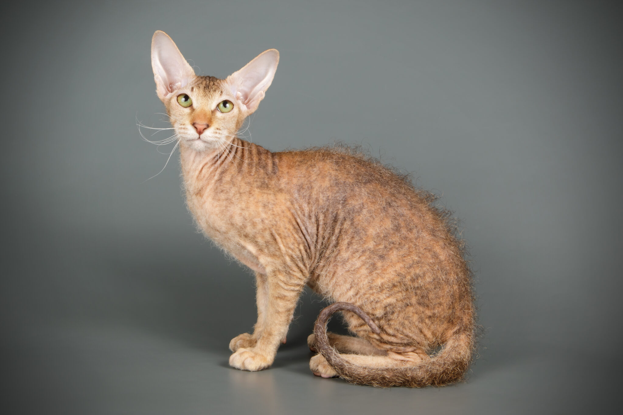 Peterbald | Breed Info & Advice | zooplus Magazine