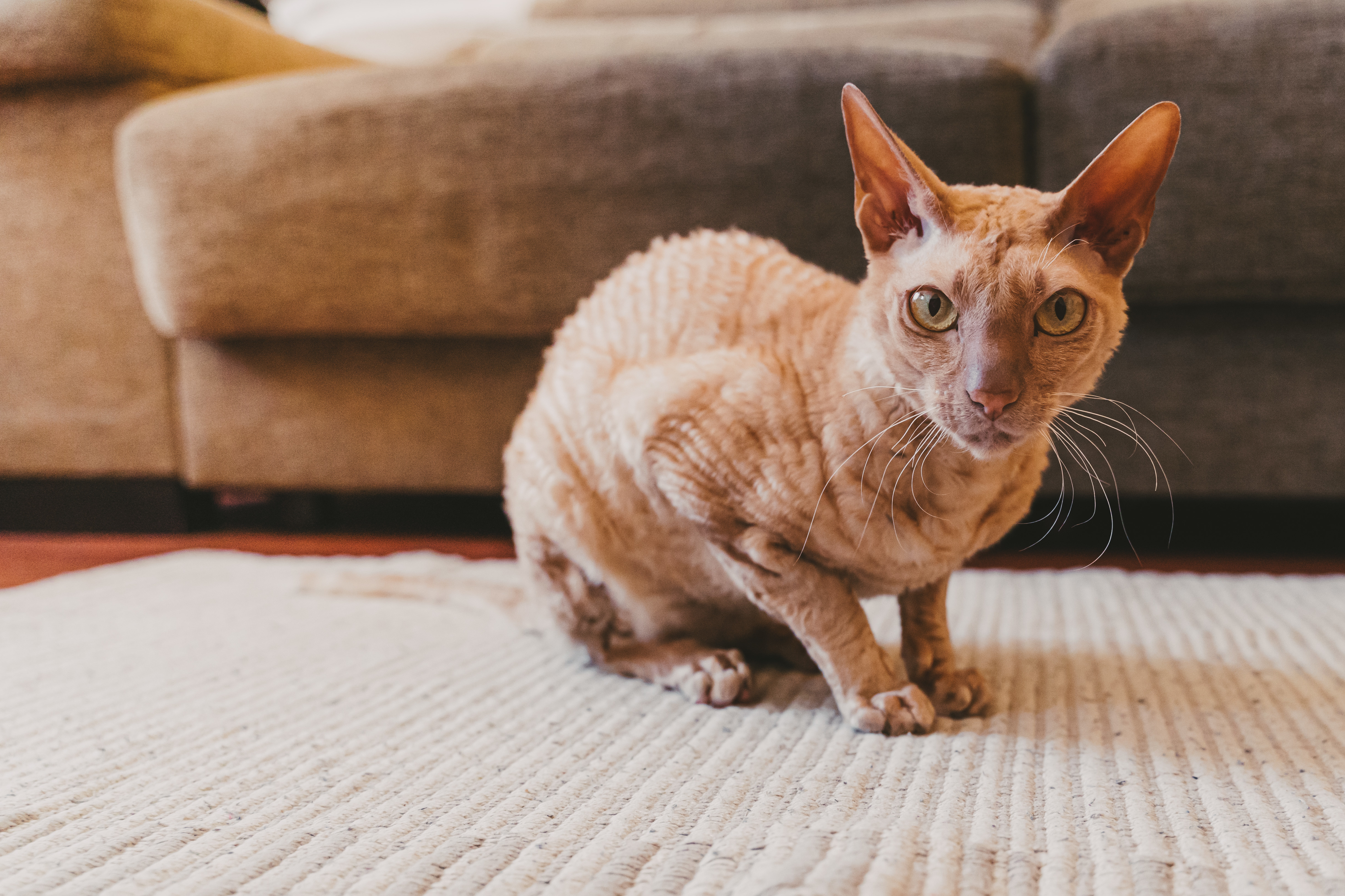 Peterbald cat indoors