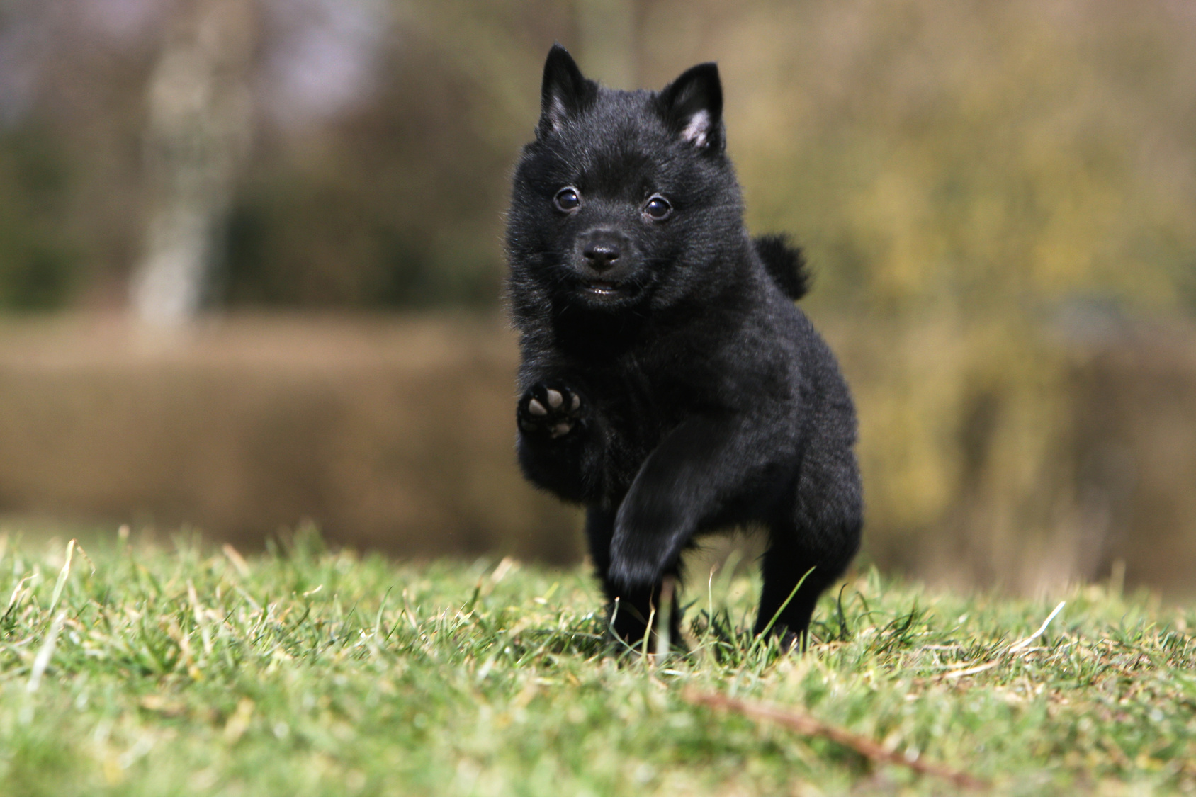 Schipperke puppy