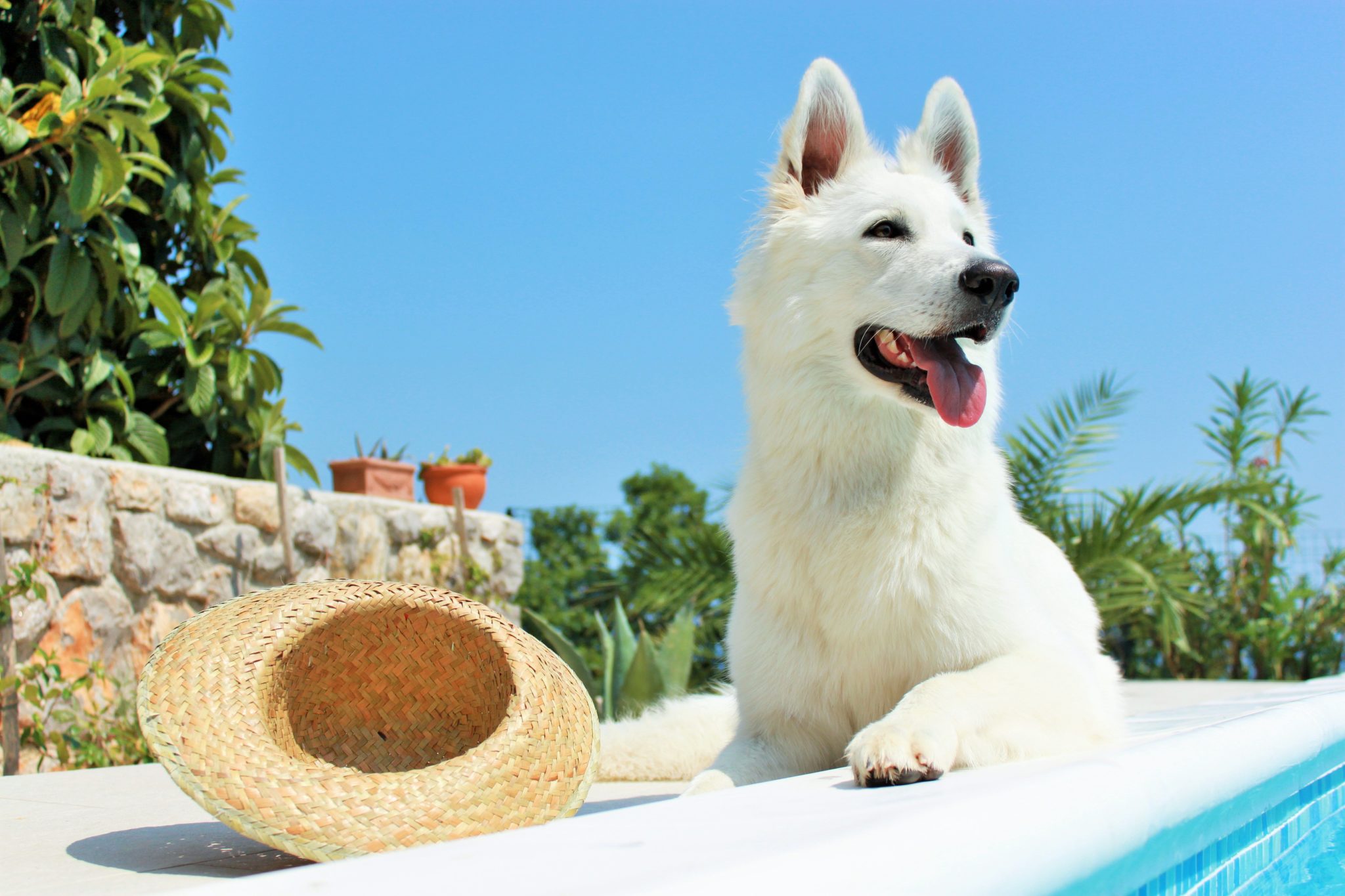 how do you know if your dog has sunburn