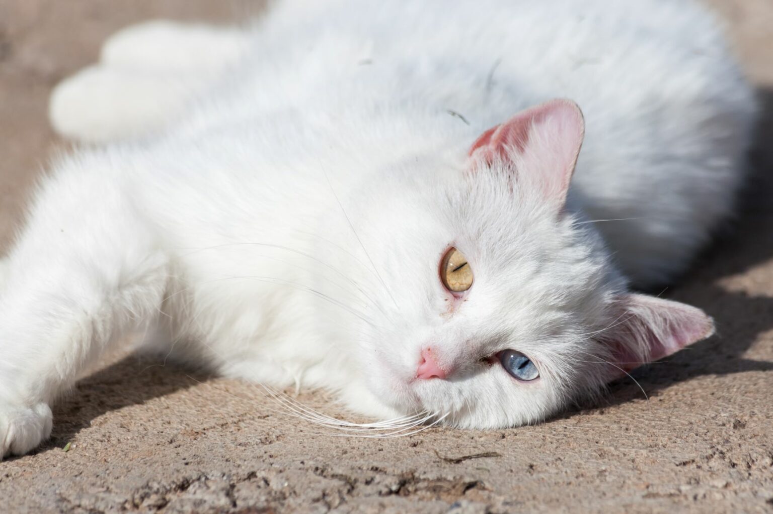 white van cat lounging in the sun