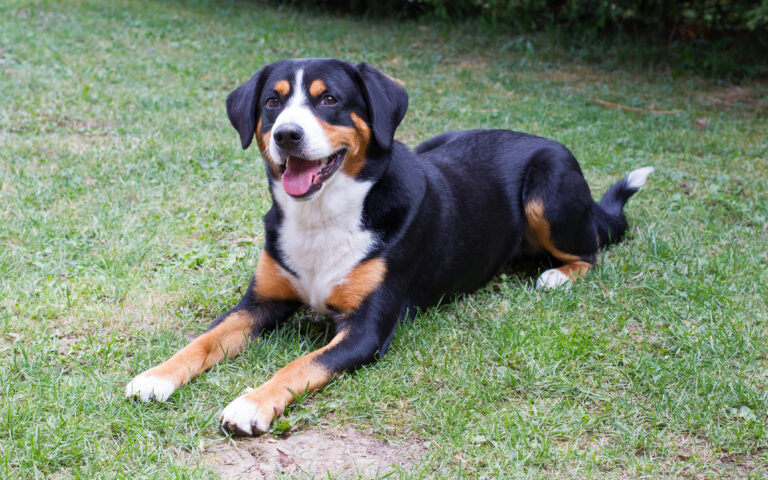 Appenzeller Mountain Dog | Breed Info & Advice | zooplus Magazine