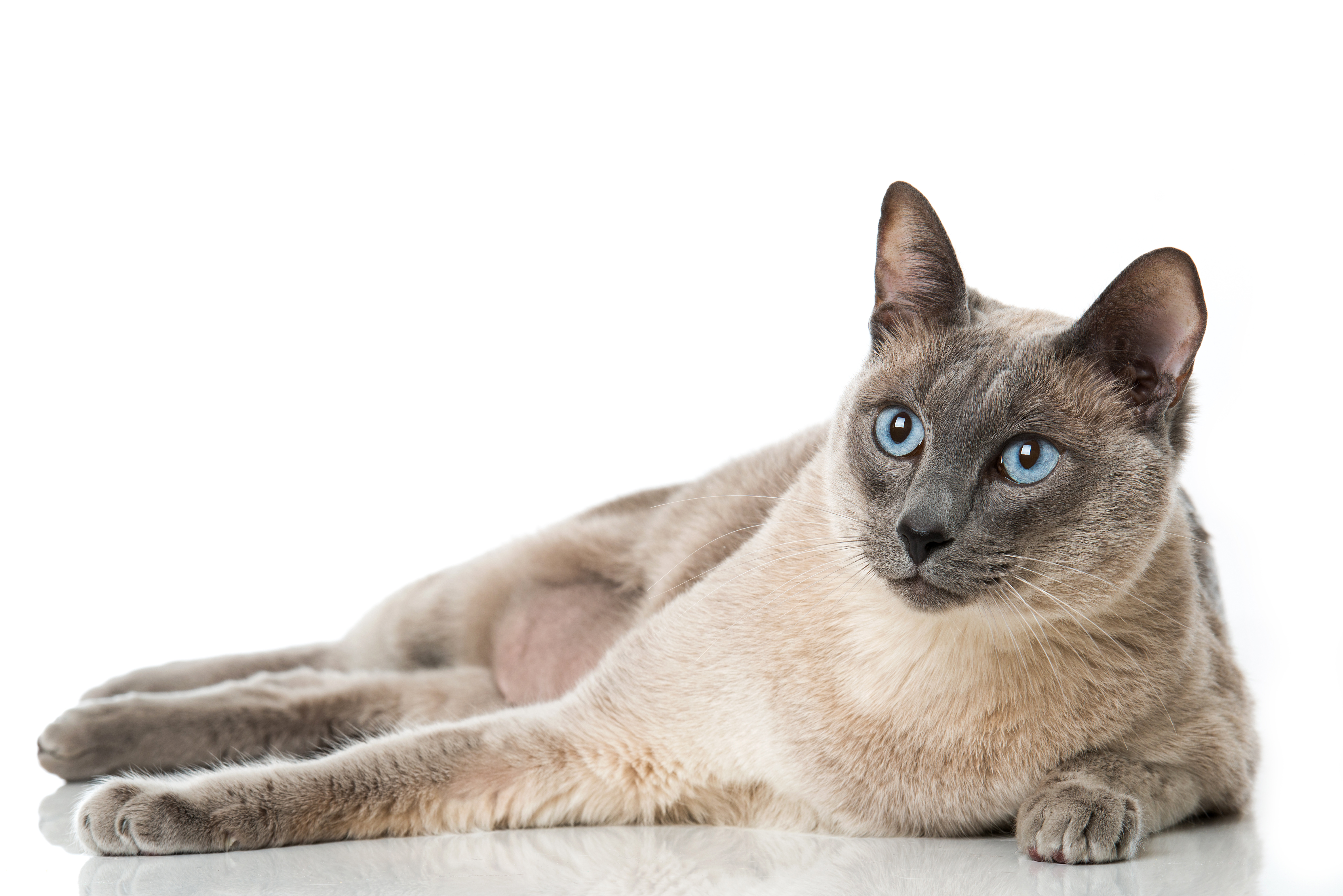 Tonkinese Cat Breed