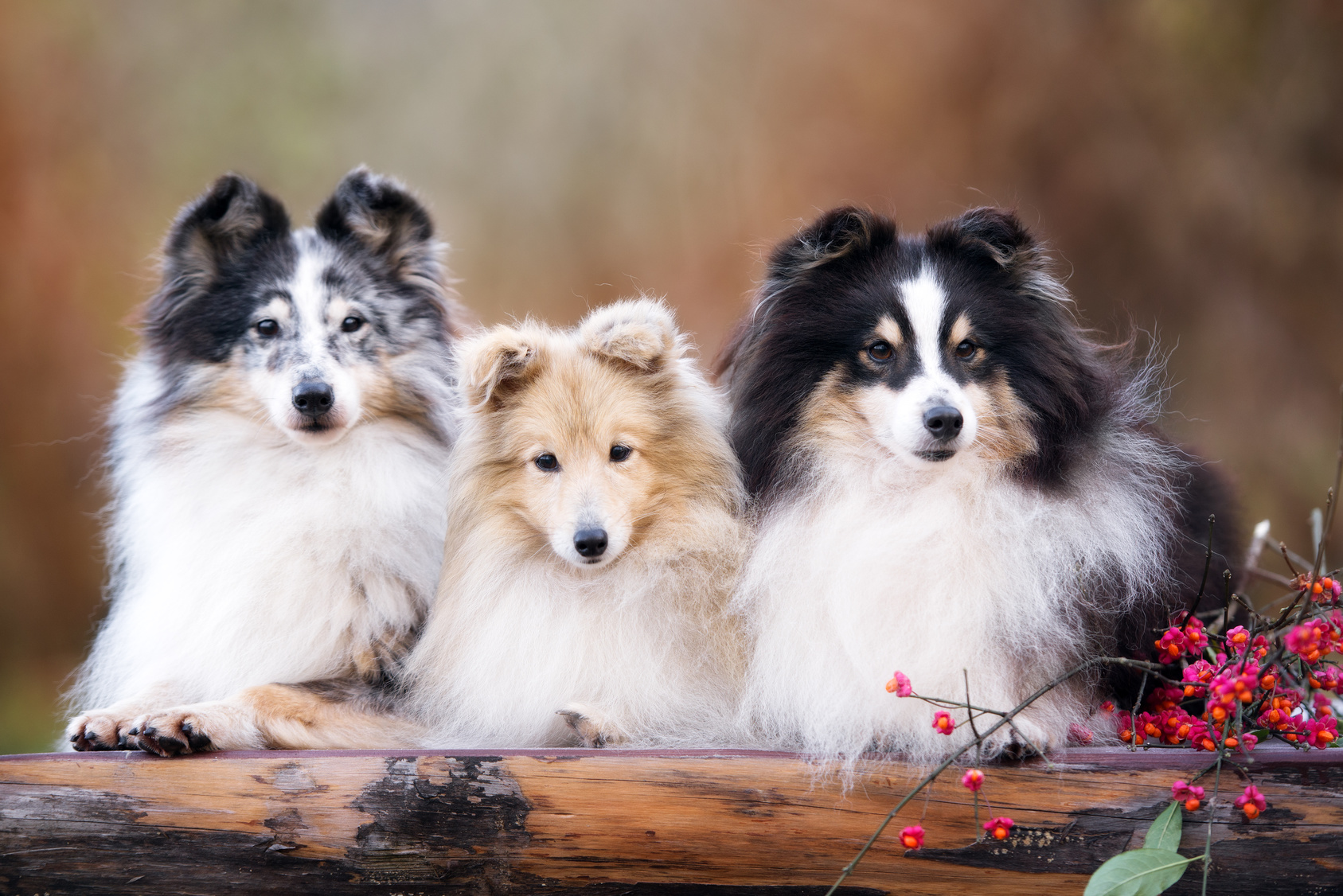 Different coloured Shetland Sheepdogs