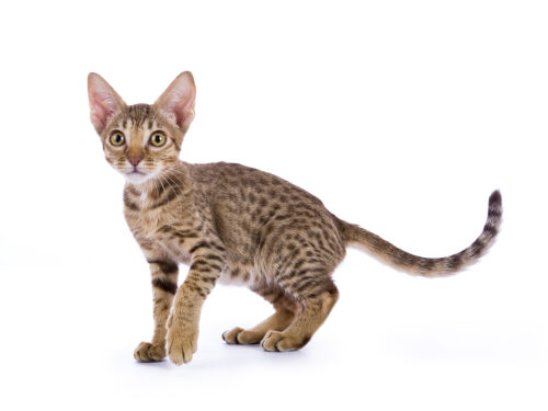 Ocicat | Cat Breed Info & Advice | zooplus Magazine