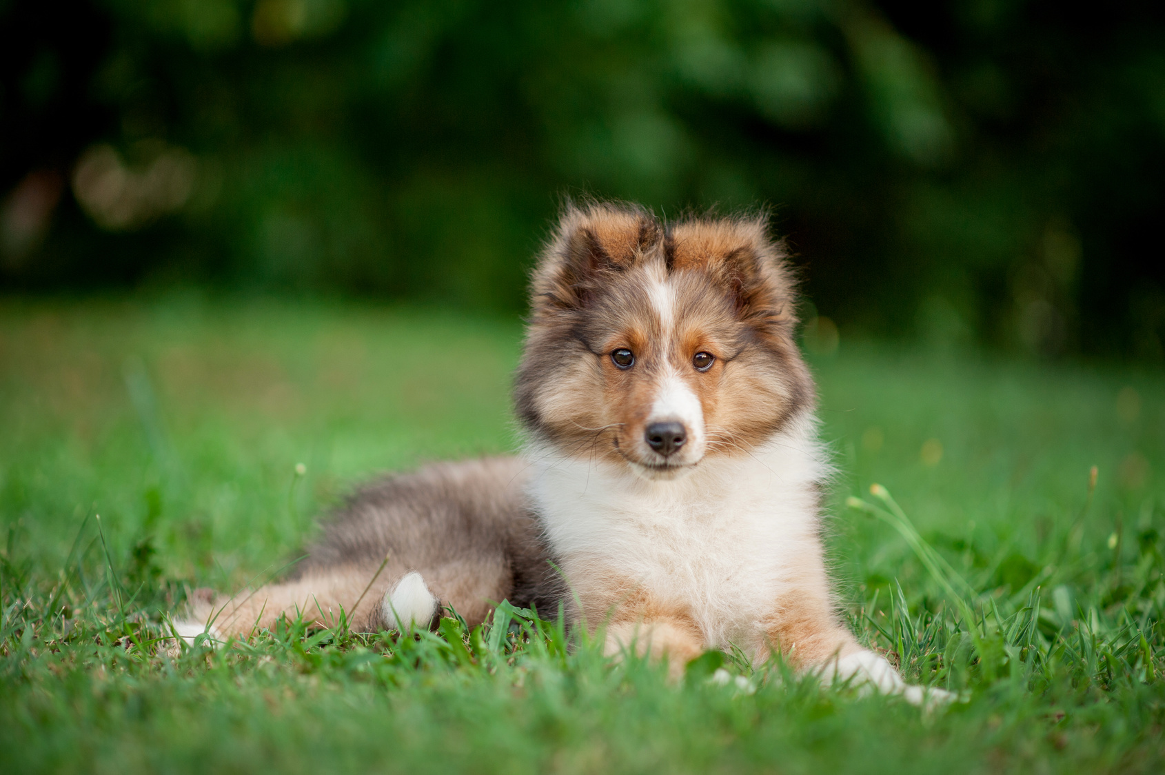 Shetland Sheepdog Puppy