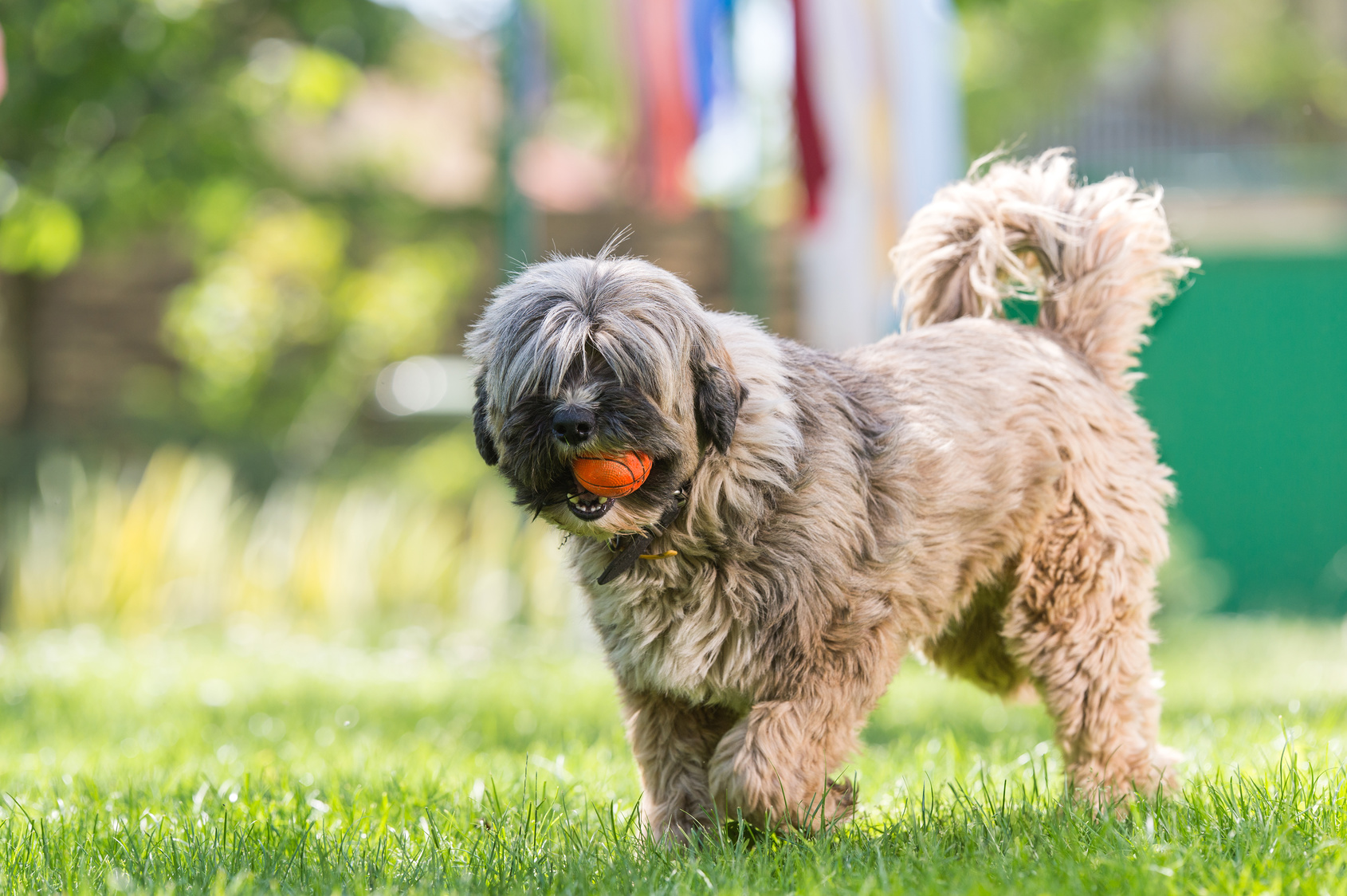 Tibetan Terrier on the grass