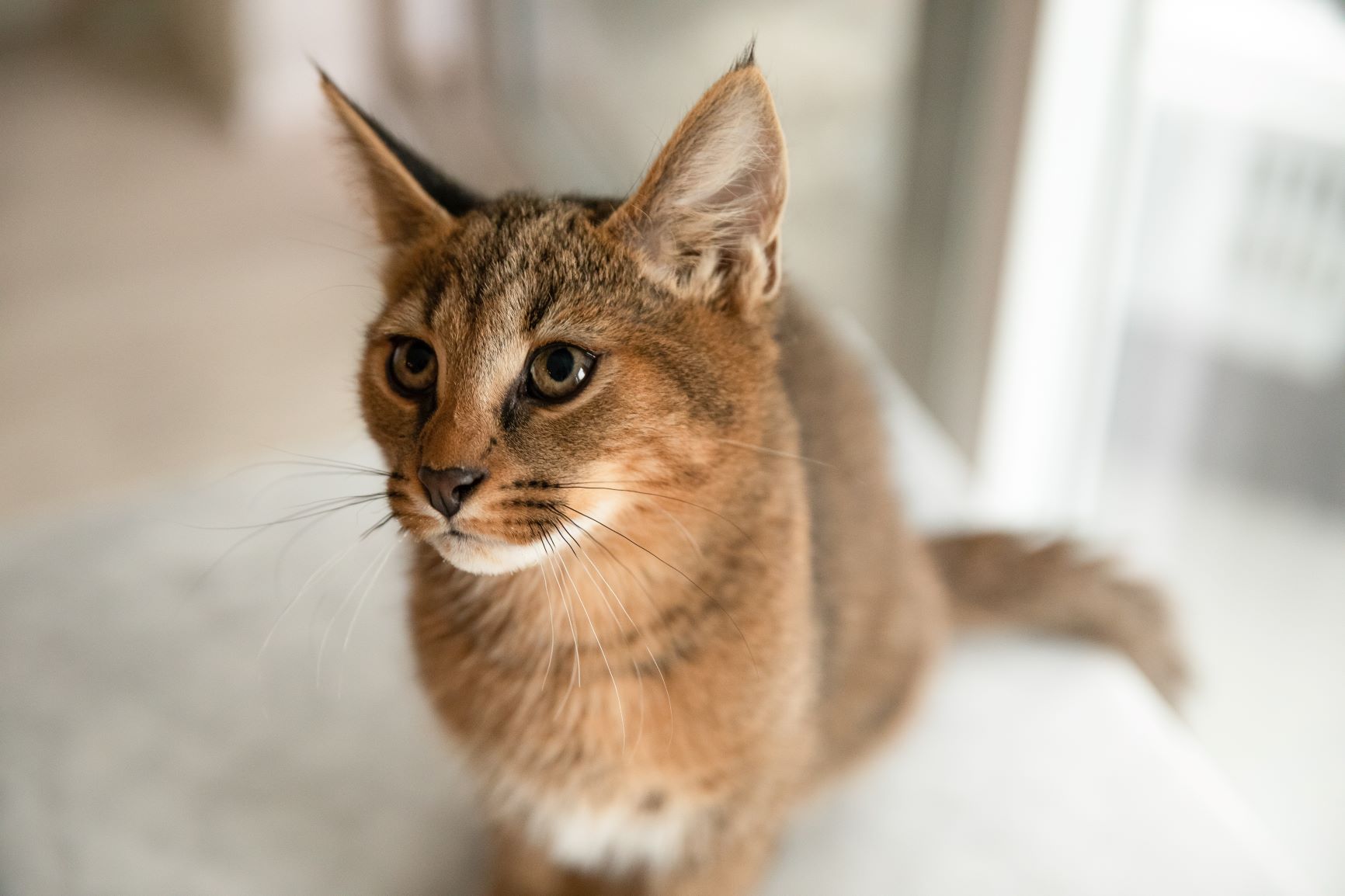 caracal cats for adoption