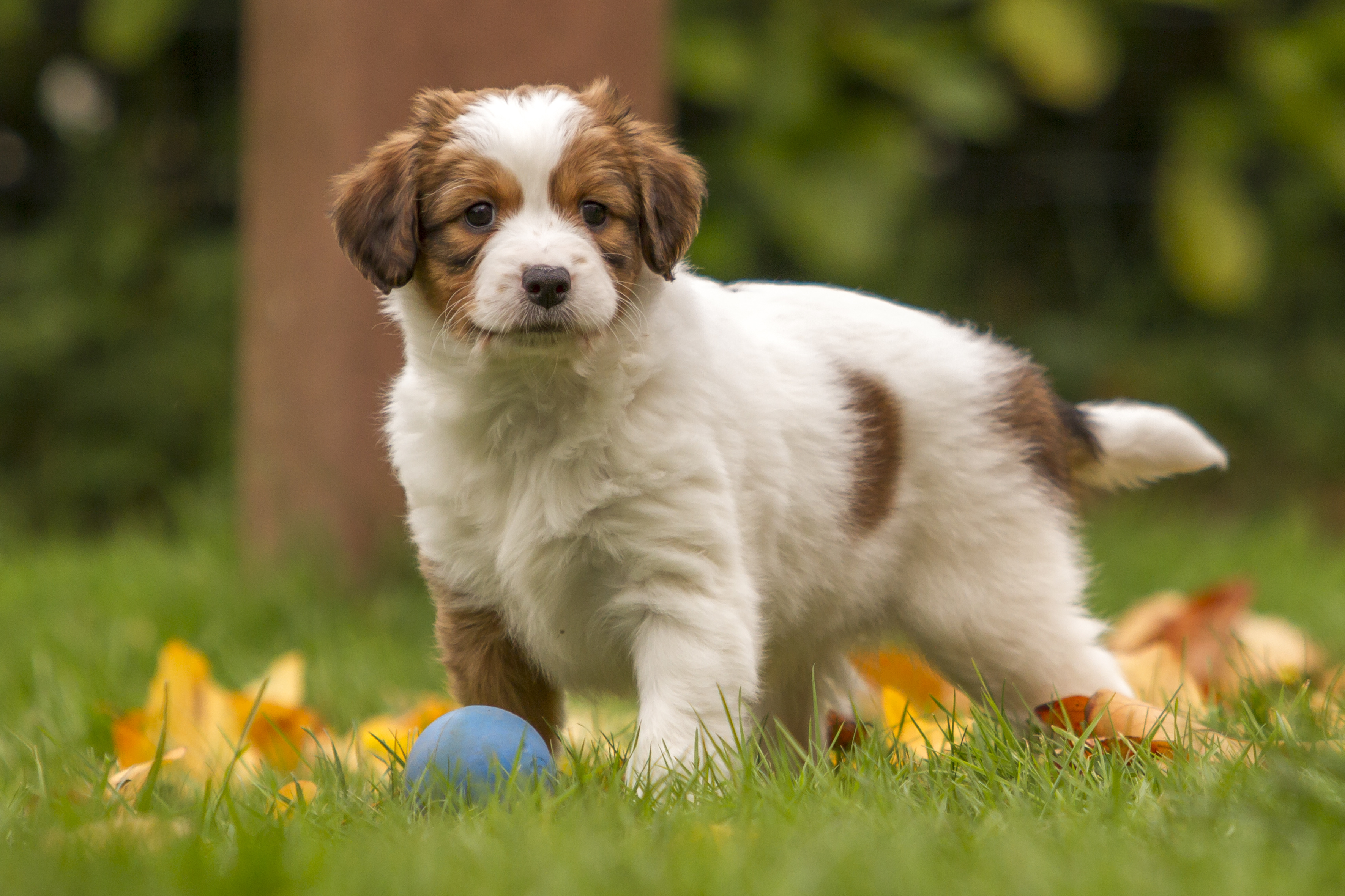 Kooikerhondje puppy