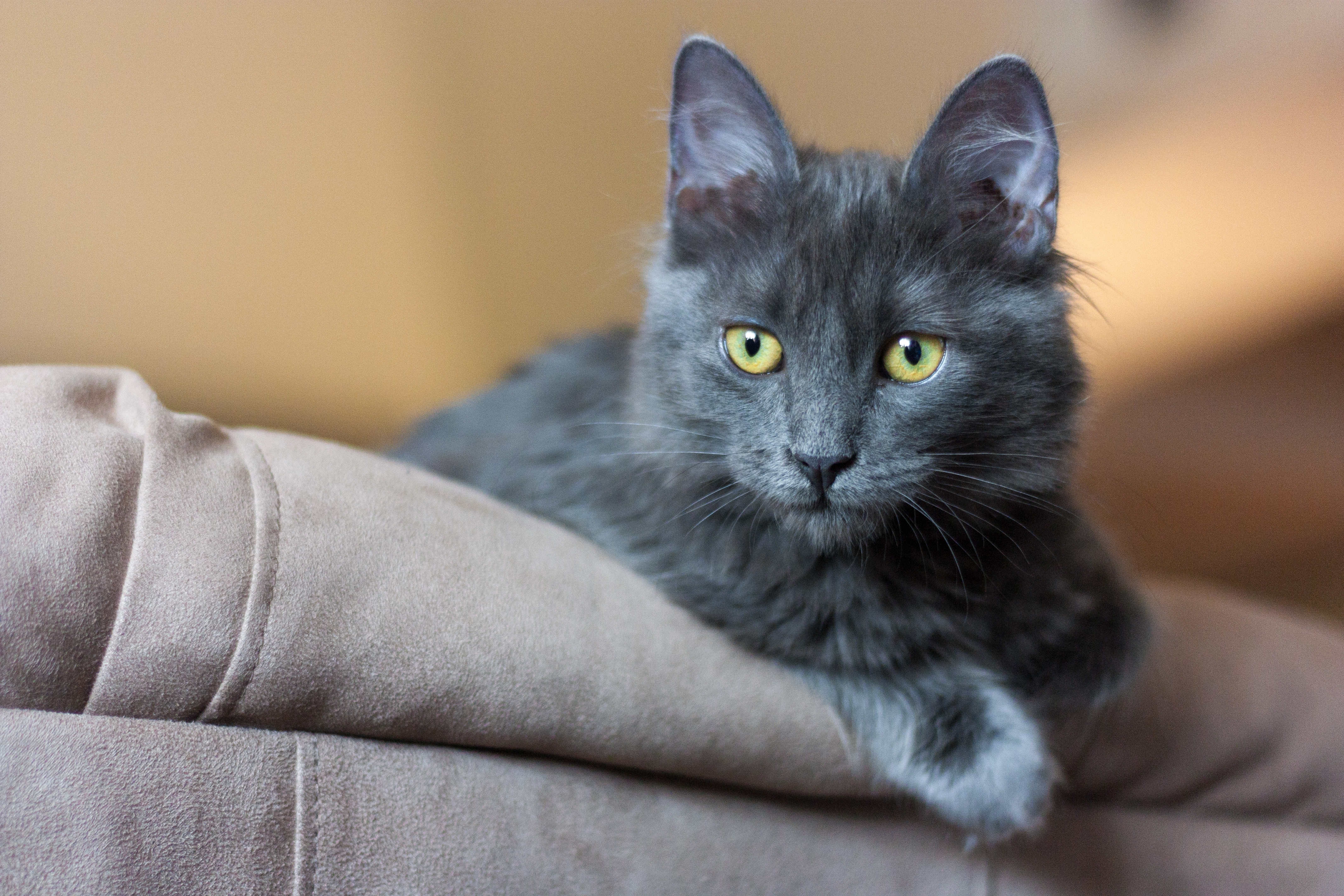 Nebelung kitten