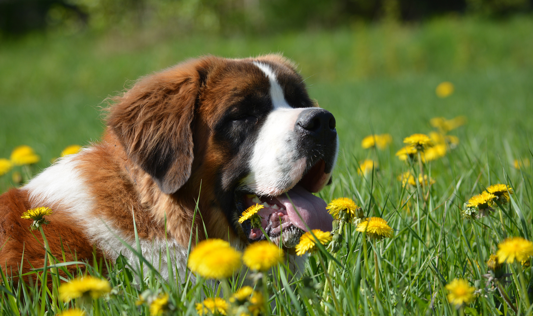 St Bernard on wild flowers