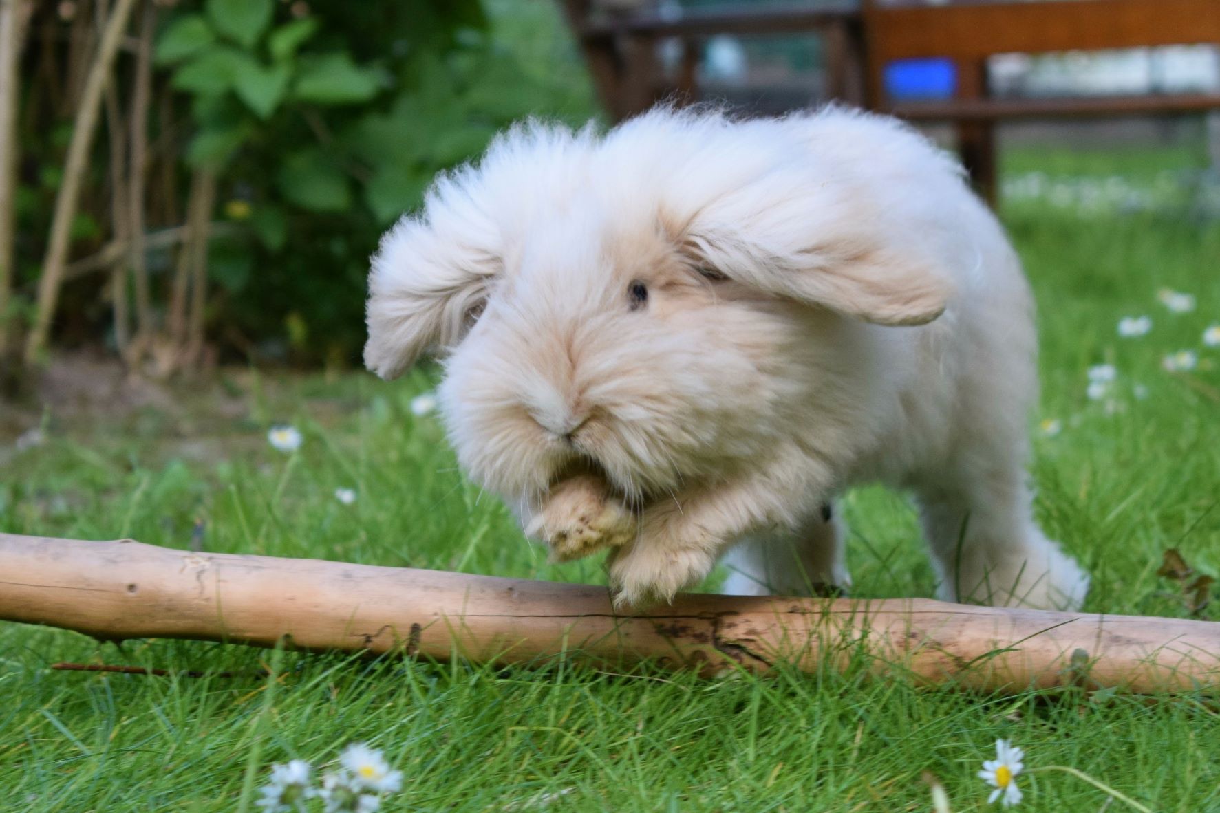 Teddywidder with lop ears