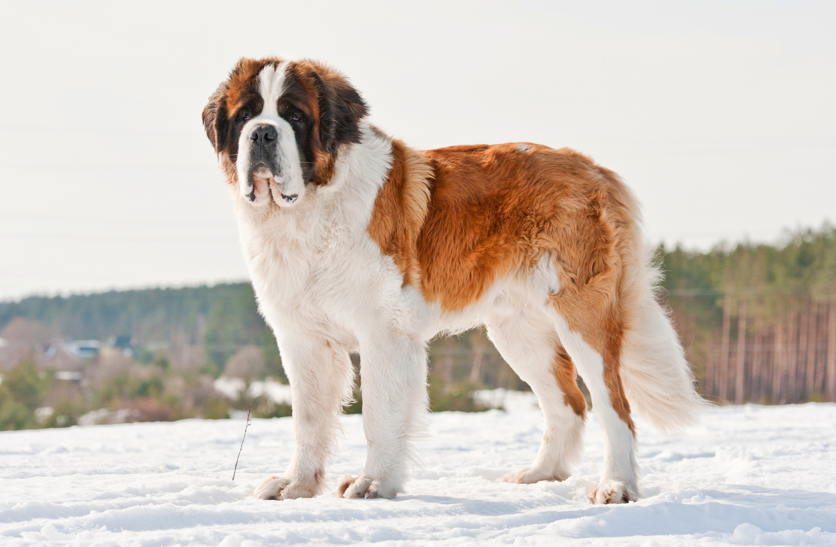 St Bernard walking on snow