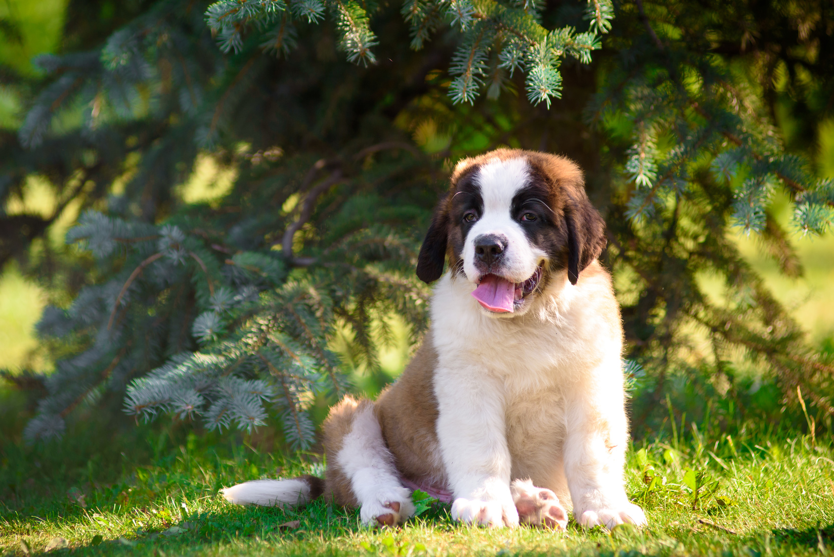 St Bernard puppy