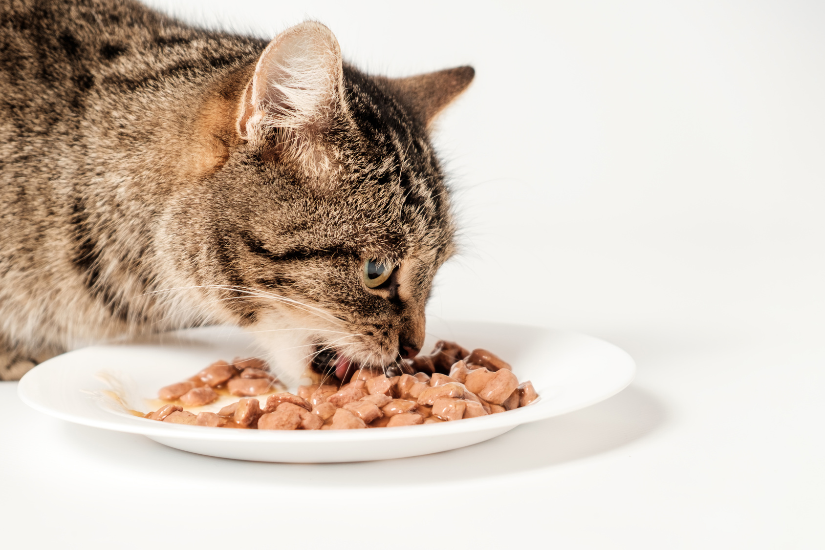 Cat eating wet food