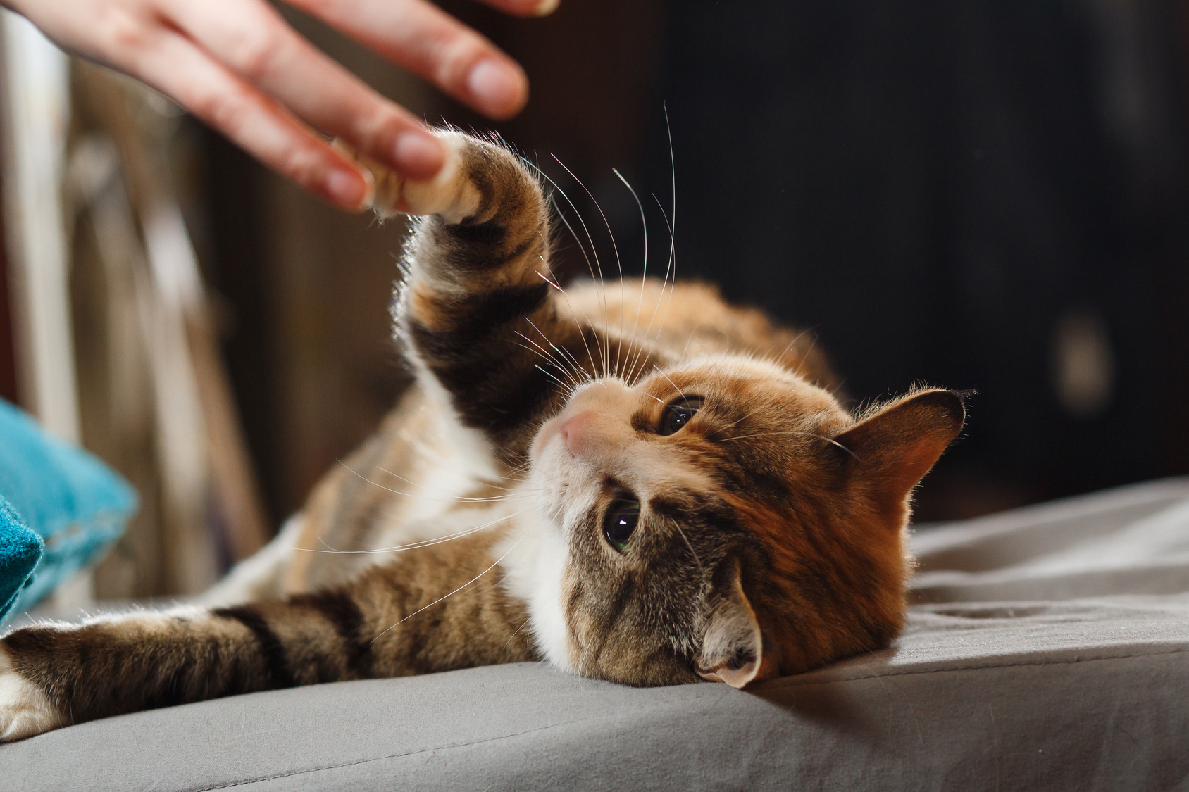 Cat giving paw