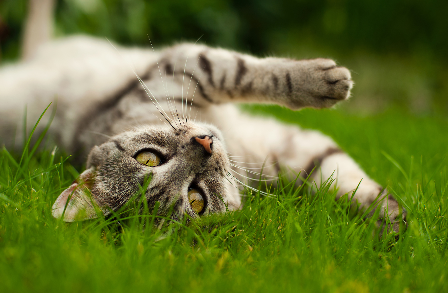 Cat lying in the grass