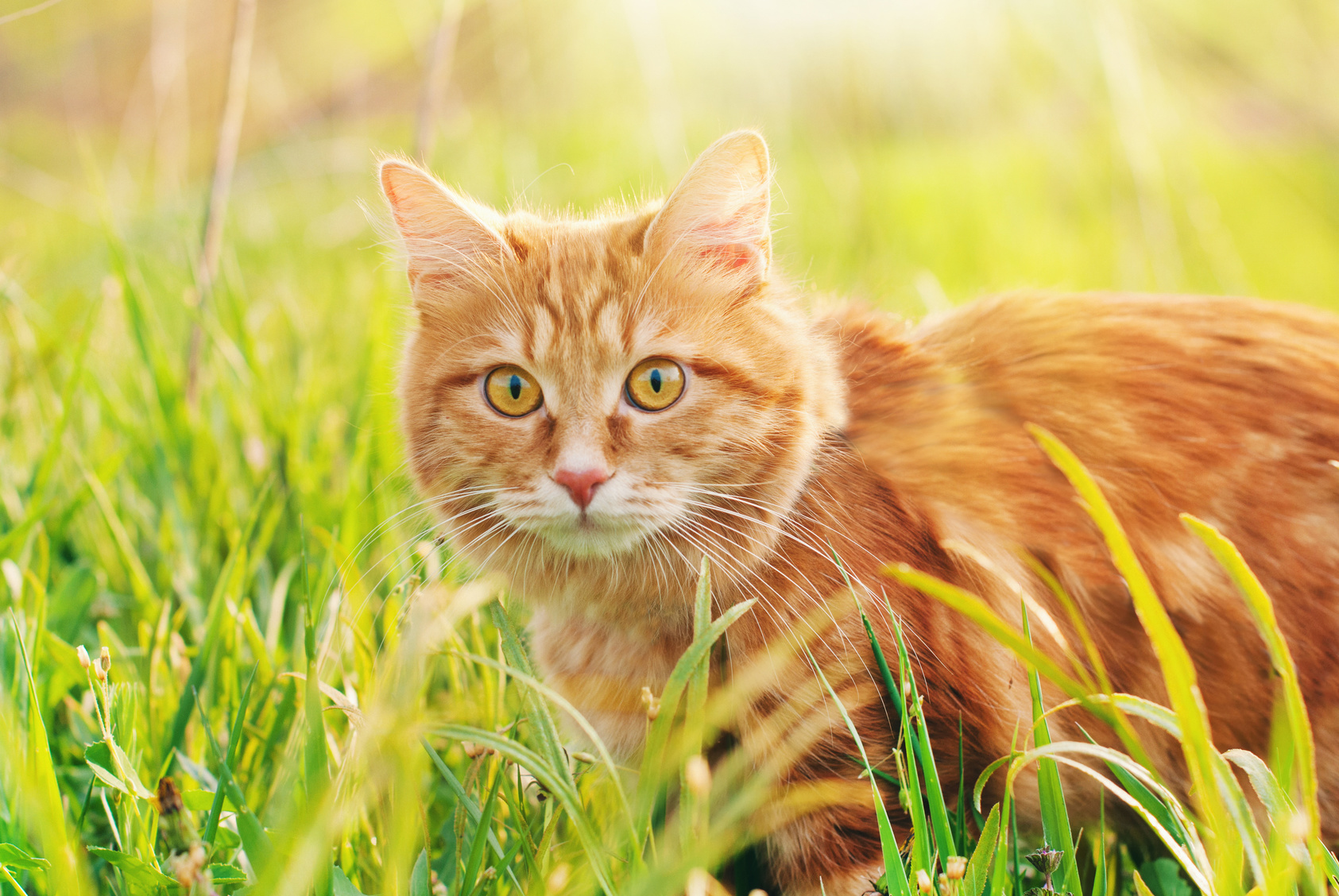 Ginger cat in the grass