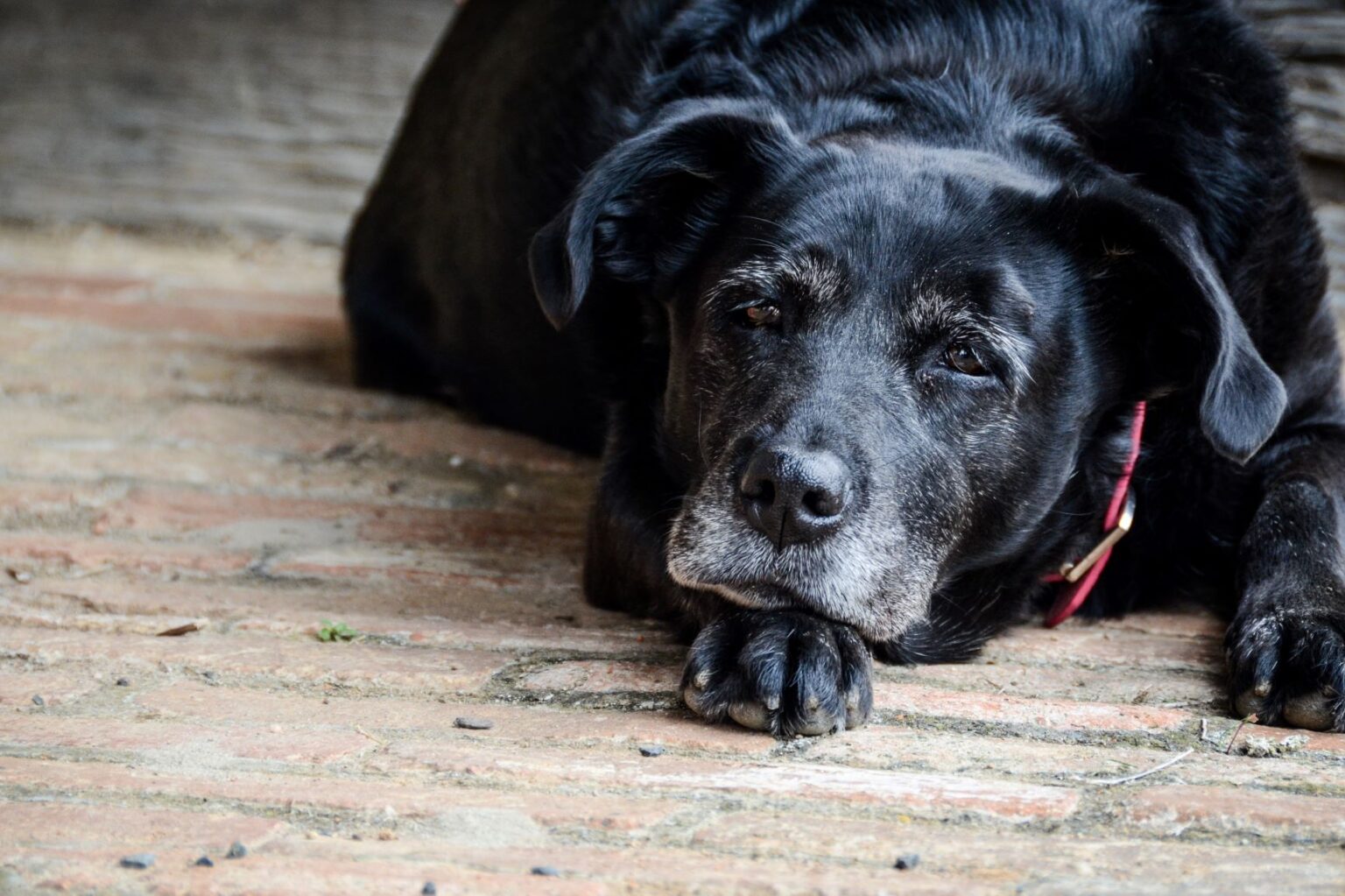 old-age-in-dogs-dog-health-care-zooplus-magazine