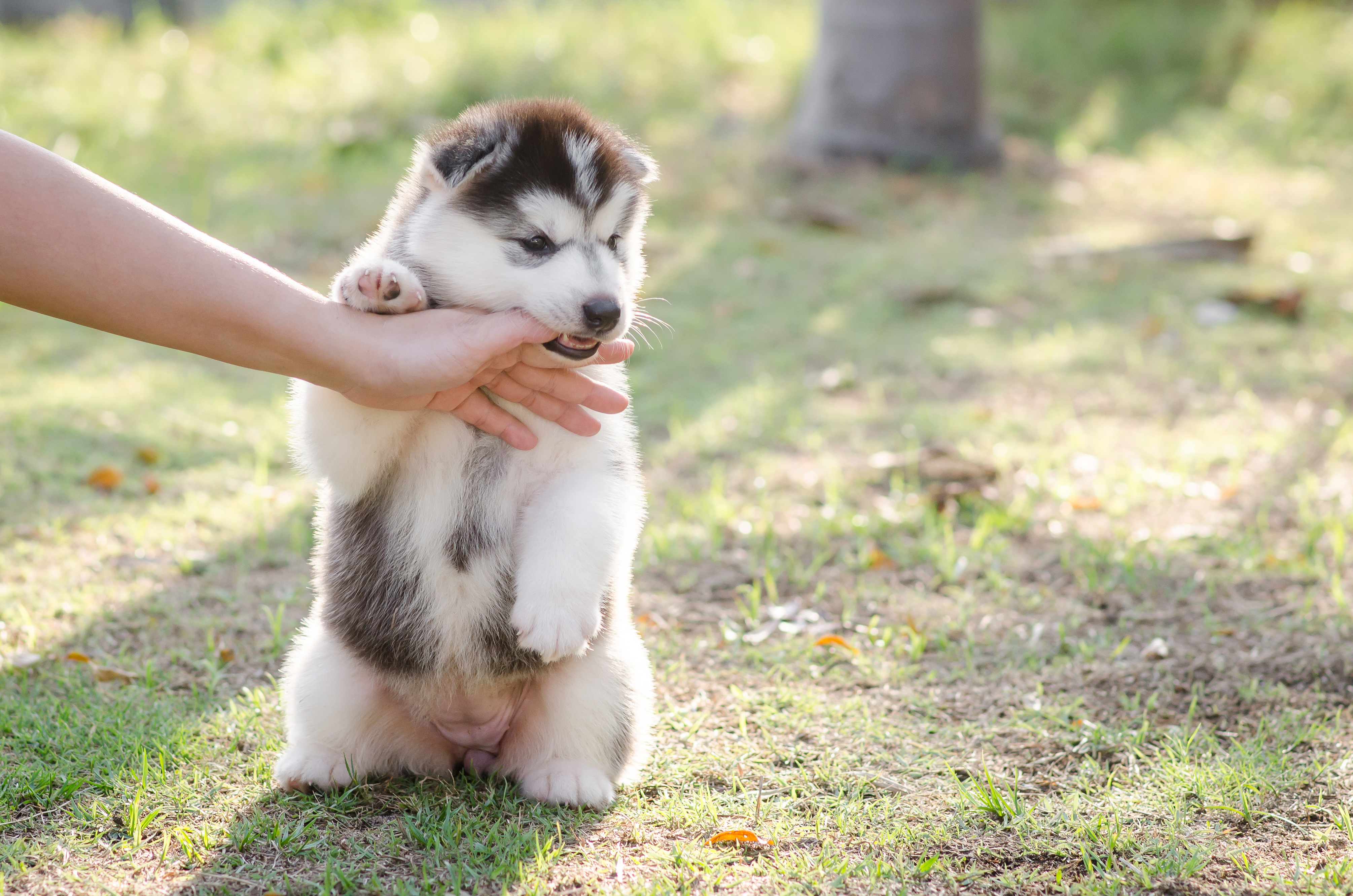 husky puppy bites a lot