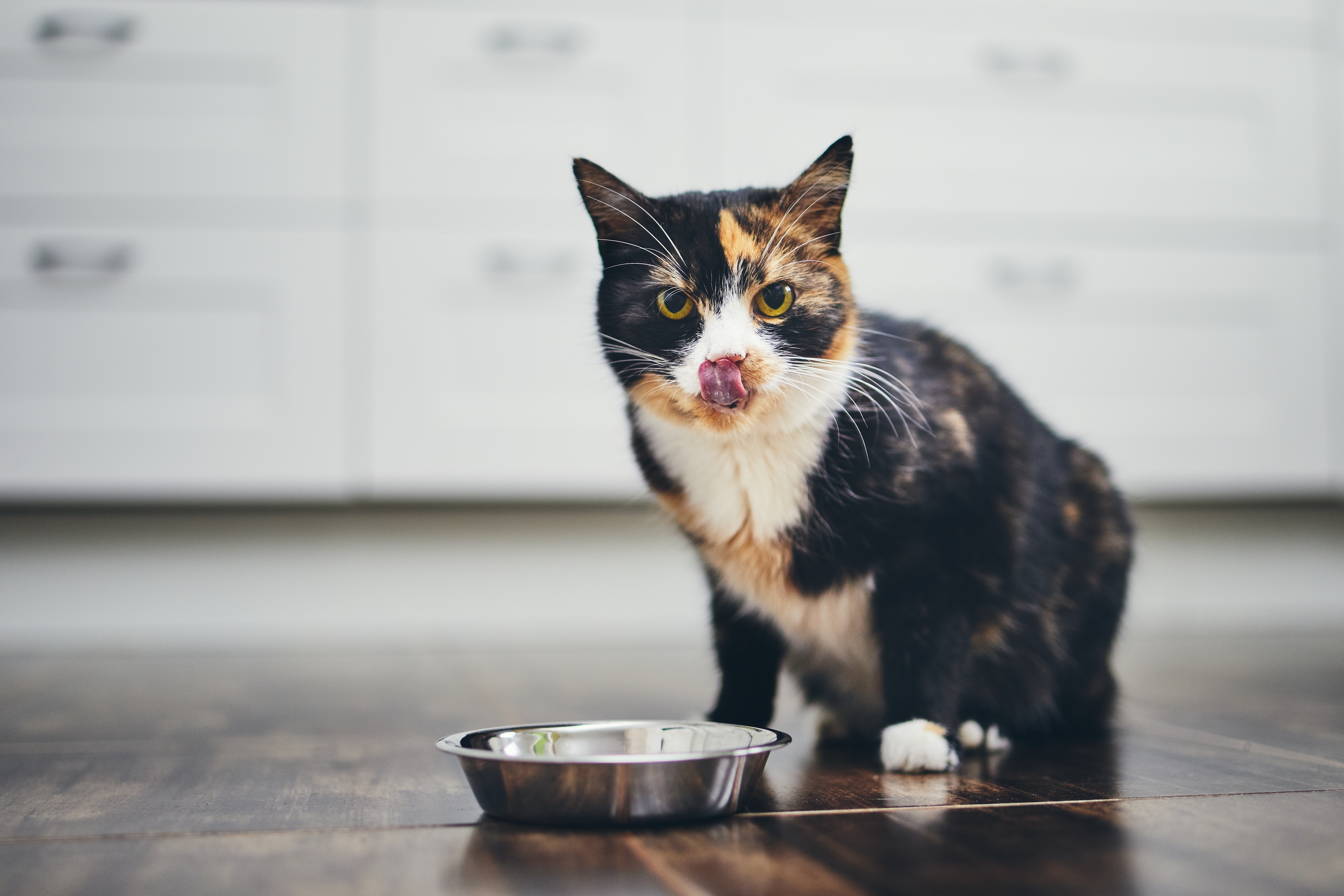 cat sitting next to a bowl of food