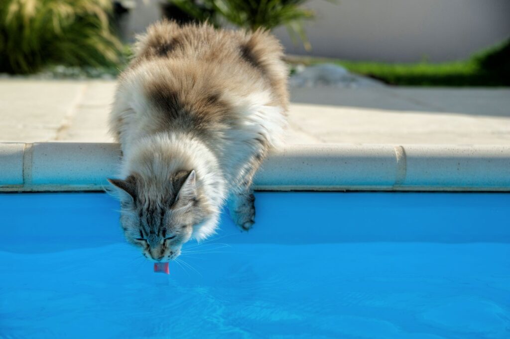 Dehydration In Cats 