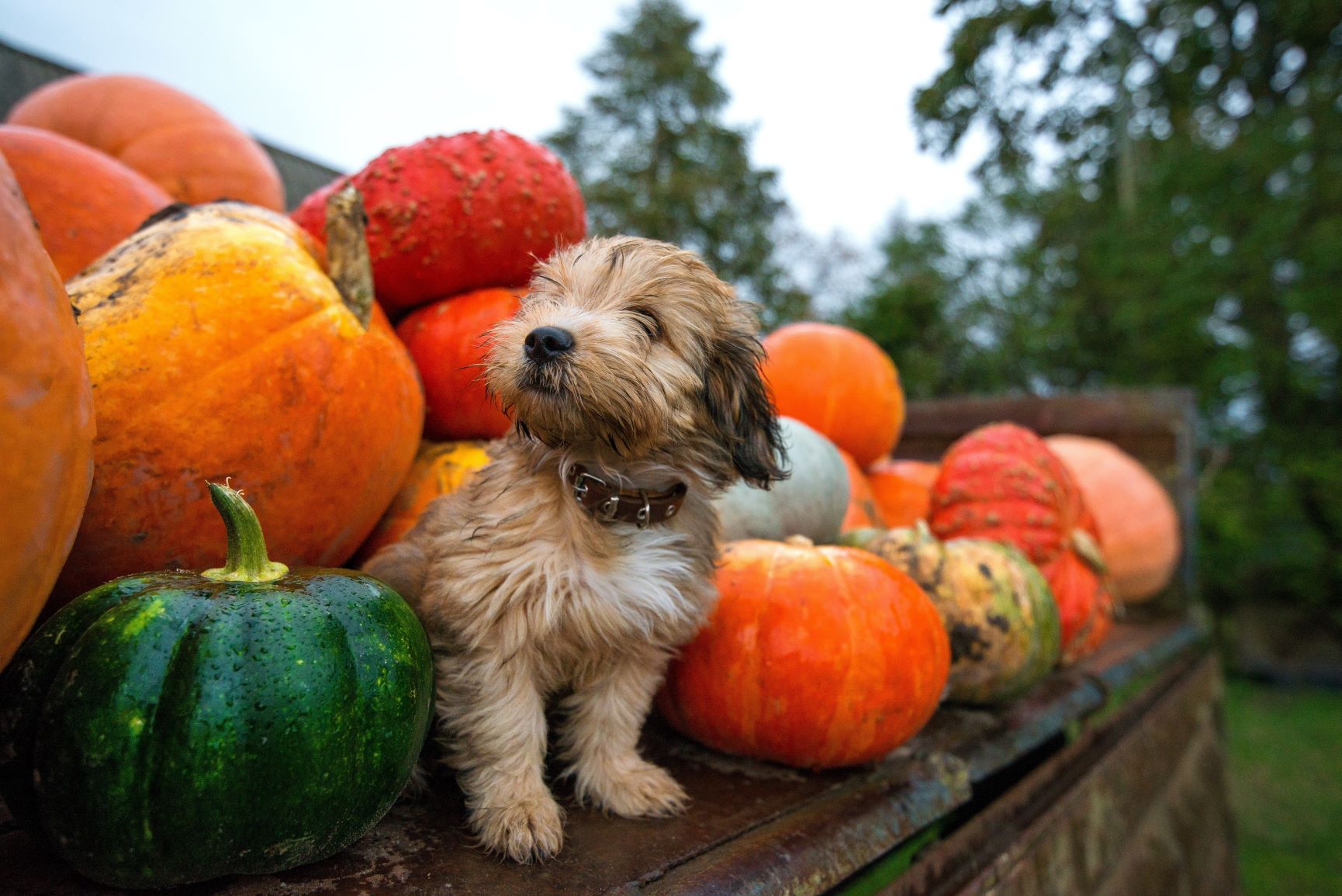 Puppies and pumpkins best sale