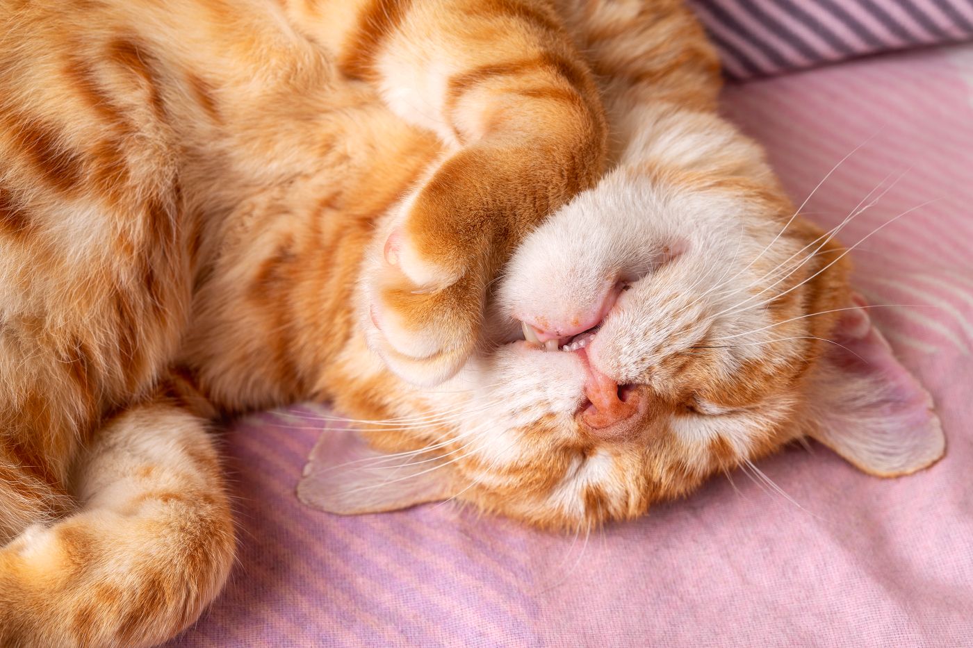 Cat Snores When Do I Have To Go To The Vet Zooplus Magazine   AdobeStock 446282838 